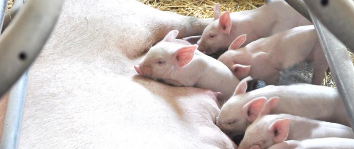 Miniaturka artykułu Pomoc finansowa dla producenta świń, któremu zagraża utrata płynności finansowej w związku z ograniczeniami na rynku rolnym spowodowanymi epidemią COVID-19