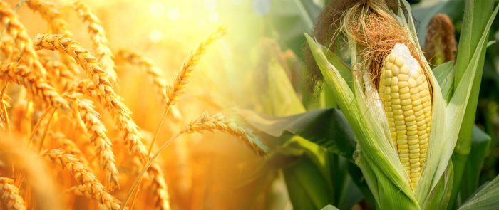 Miniaturka artykułu Pomoc krajowa dla producentów pszenicy lub kukurydzy