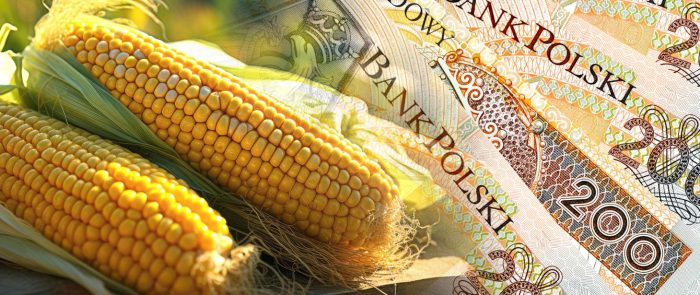 Miniaturka artykułu ARiMR przyjmują wnioski od producentów kukurydzy poszkodowanych w wyniku trudnej sytuacji w związku z ograniczeniami na rynku rolnym spowodowanymi agresją Federacji Rosyjskiej wobec Ukrainy.